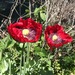 Amapola Roja - Amapola Roja