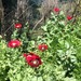 Amapola Roja - Amapola Roja