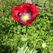 Amapola Roja - Amapola Roja