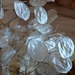 Lunaria - Lunaria