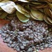 Lunaria - Lunaria