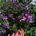 Lunaria - Lunaria
