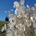 Lunaria - Lunaria