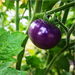 TOMATE ARANDANO - Tomate Arándano
