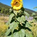 Maravilla Mammut - Girasol Mamut Mix