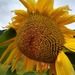 Maravilla Mammut - Girasol Mamut Mix