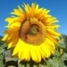 Maravilla Mammut - Girasol Mamut Mix