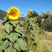 Maravilla Mammut - Girasol Mamut Mix
