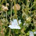 Malva Cordón Blanco - Malva Cordón Blanco