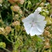 Malva Cordón Blanco - Malva Cordón Blanco