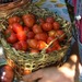 Tomate Cherry Santorini - Tomate Cherry Santorini