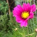 Cosmos Mix - Cosmos Mix