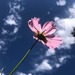 Cosmos Mix - Cosmos Mix