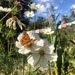 Cosmos Mix - Cosmos Mix