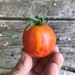 Tomate Red Zebra - Tomate Red Zebra
