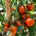 Tomate Red Zebra - Tomate Red Zebra