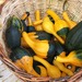 Calabacitas Ornamentales - Calabacitas Ornamentales