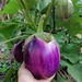 Berenjena Rosa Biancca - Berenjena Rosa Bianca