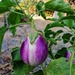 Berenjena Rosa Biancca - Berenjena Rosa Bianca