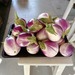 Berenjena Rosa Biancca - Berenjena Rosa Bianca
