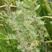 Ajenjo - Ajenjo