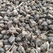 Espinaca Neozelandesa - Espinaca Neozelandesa