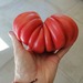 Tomate Zapoteca - Tomate Zapoteca