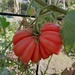 Tomate Zapoteca - Tomate Zapoteca