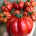 Tomate Costoluto - Tomate Costaluto Cecy