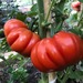 Tomate Costoluto - Tomate Costaluto Cecy