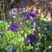 Aquilegia Morada - Aquilegia Morada