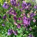 Aquilegia Morada - Aquilegia Morada