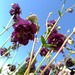 Aquilegia Morada - Aquilegia Morada
