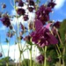 Aquilegia Morada - Aquilegia Morada