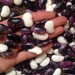 Poroto Pallar Mix - Poroto Pallar Mix