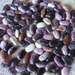 Poroto Pallar Mix - Poroto Pallar Mix