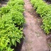 Albahaca Limona - Albahaca Limona