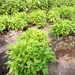 Albahaca Limona - Albahaca Limona