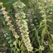 Albahaca Limona - Albahaca Limona
