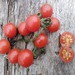 Tomate Cherry Coyol - Tomate Cherry Coyol