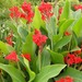 Achira - Achira Flor Roja