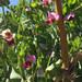 Arveja Wilki - crecimiento wilki600x600.jpg