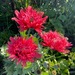 Amapola Chascona Grande - 0F4E454B-646D-49D1-B6E8-0C8FAC260B84.jpg