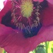 Amapola Lila - AMPFX-VV-18.jpg