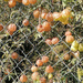 Amor en Bolsa - AMB-PC-21.2.jpg