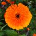 Caléndula - CALENDULA(1).jpg