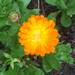 Caléndula - calendula-1.jpg