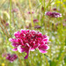 Flor De La Viudita - FV-LB-22.0.jpeg