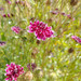 Flor De La Viudita - FV-LB-22.1.jpeg
