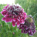 Flor De La Viudita - FV-LB-22.5.jpeg